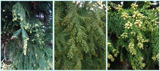 みんなからの雄花リポート