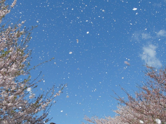 キレイな桜吹雪