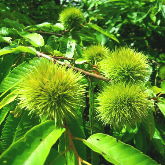 二十四節気【立秋】