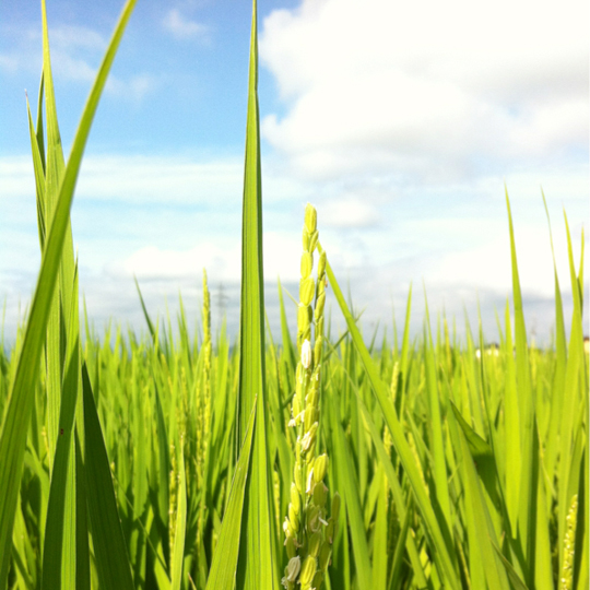 収穫の秋に向けて