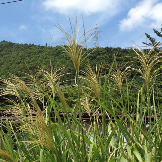 二十四節気：処暑