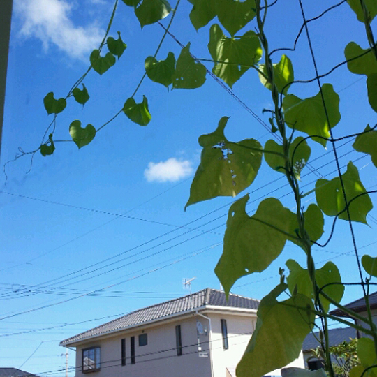 恵みの雨を待つ植物たち
