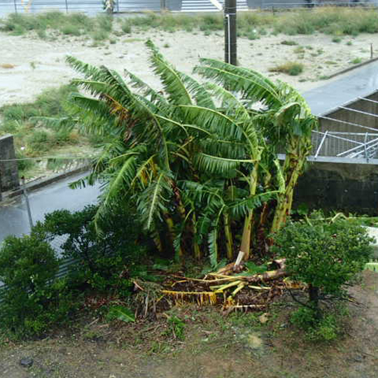 ペルセウス座流星群ピーク