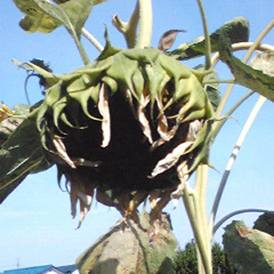 猛暑にもうウンザリ…