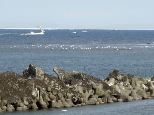 海明け