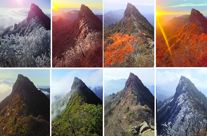 四国最高峰石鎚山産　大型天然ひのきテーブル 四国最高峰石鎚山産 大型天然ひのきテーブル 石鎚山（いしづちさん