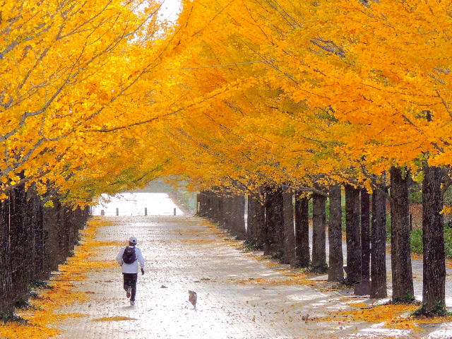 紅葉☆ 嵯峨野宝筐院の紅葉 | GANREF