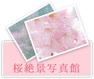桜絶景写真館