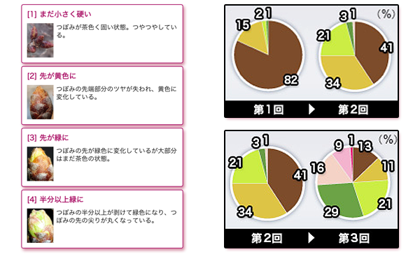 成長具合比較円グラフ