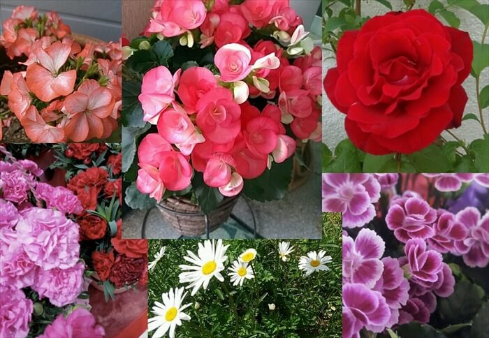 母の日｜日頃の感謝は、キレイなお花と一緒に♪ | ウェザーニュース