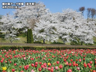 東京の花見 桜名所 22年 ウェザーニュース