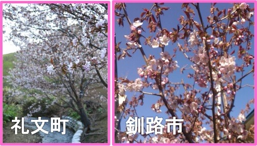 さくらニュース 第050号 北限の桜、最後の輝き | ウェザーニュース